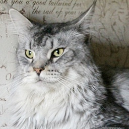 Murmurcat Aramis