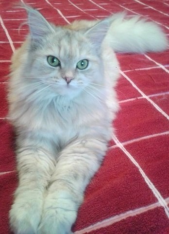 Murmurcat Blitz - maine-coon