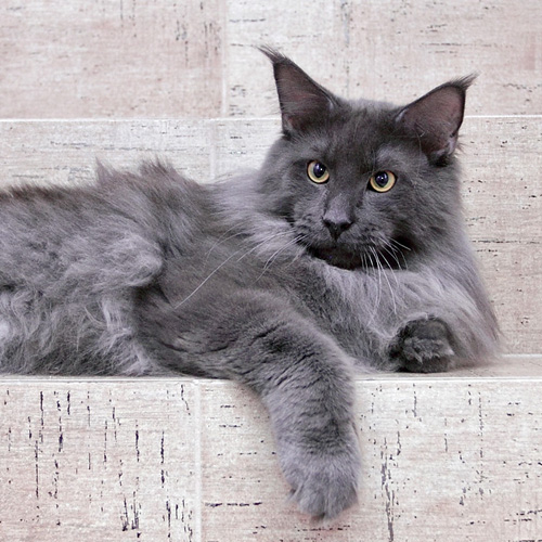 Hawkwind's Blue Moon - maine-coon 04/14/2011