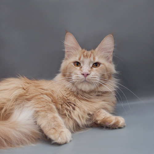 Mainelynx Awenita - maine-coon 01/01/2000