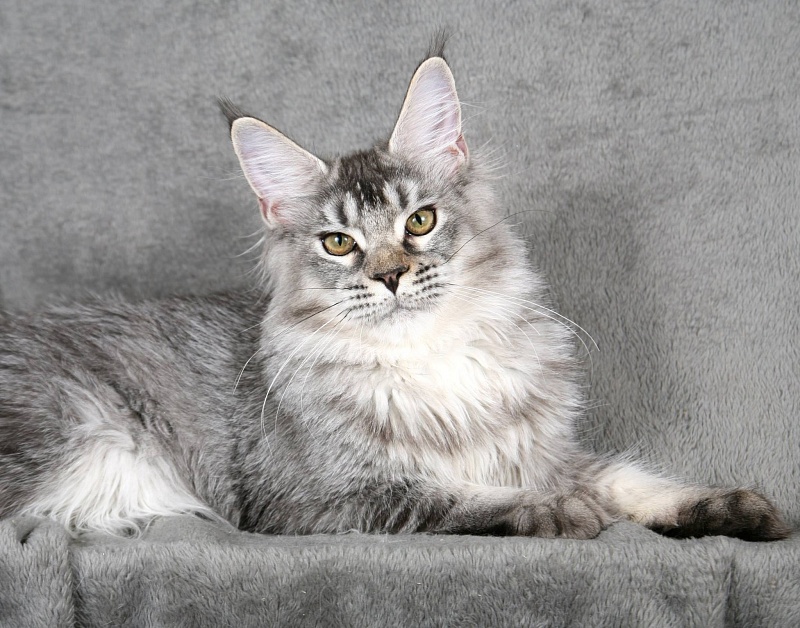 Windinwillows Kiss - maine-coon