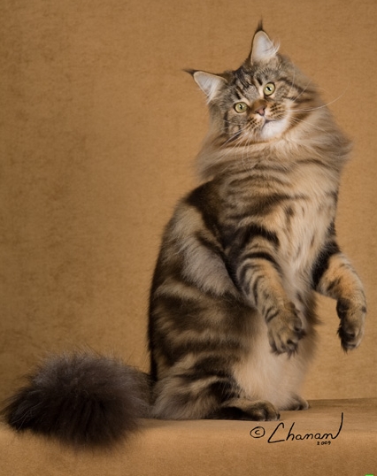 Bonneamie Spectacular - maine-coon