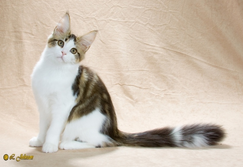 Mainesuspect Sayuri of Bonneamie - maine-coon