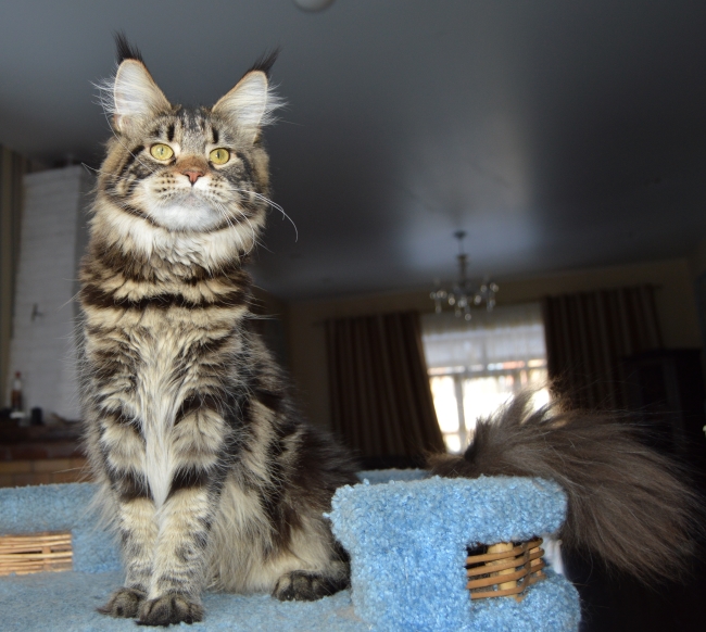 Mainegiants Baffy - maine-coon