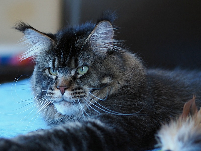 Tiger Tri-D - maine-coon 11/30/-1