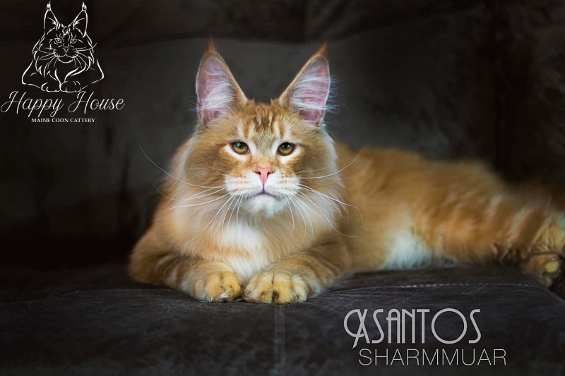 Xsantos Sharmmuar - maine-coon