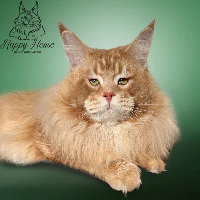 Xsantos Sharmmuar - maine-coon