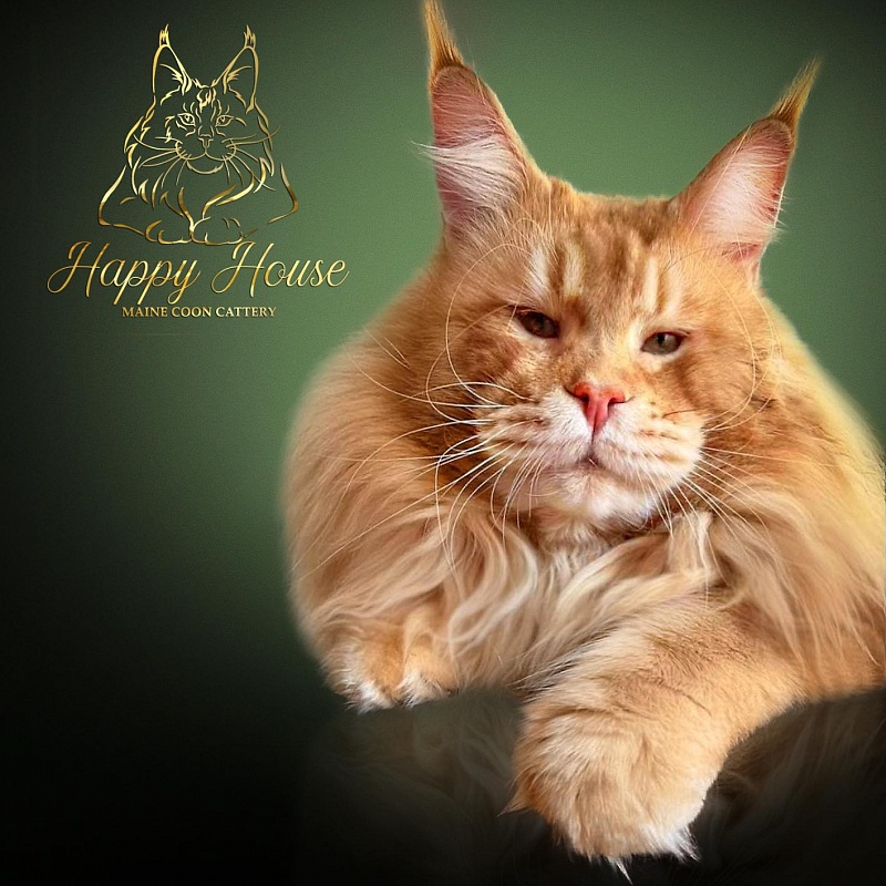Xsantos Sharmmuar - maine-coon