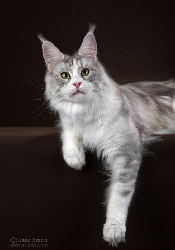 Fairypaw Blue Breeze of Tikasi - мейн-кун