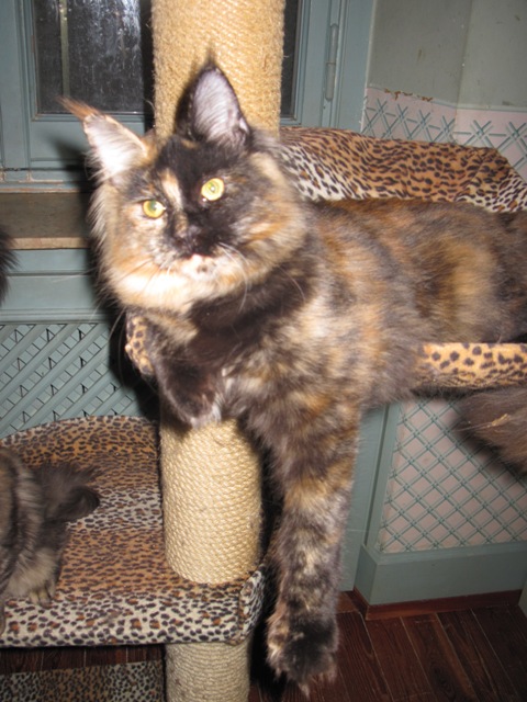 Coonung Nitingale of Wistariantale - Adult maine-coon 10 months 1 week
