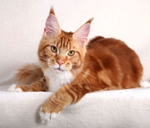 Windinwillows Witta - maine-coon
