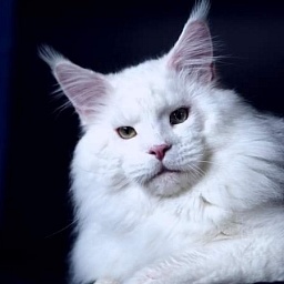 White King Iz Doma Yahontoff