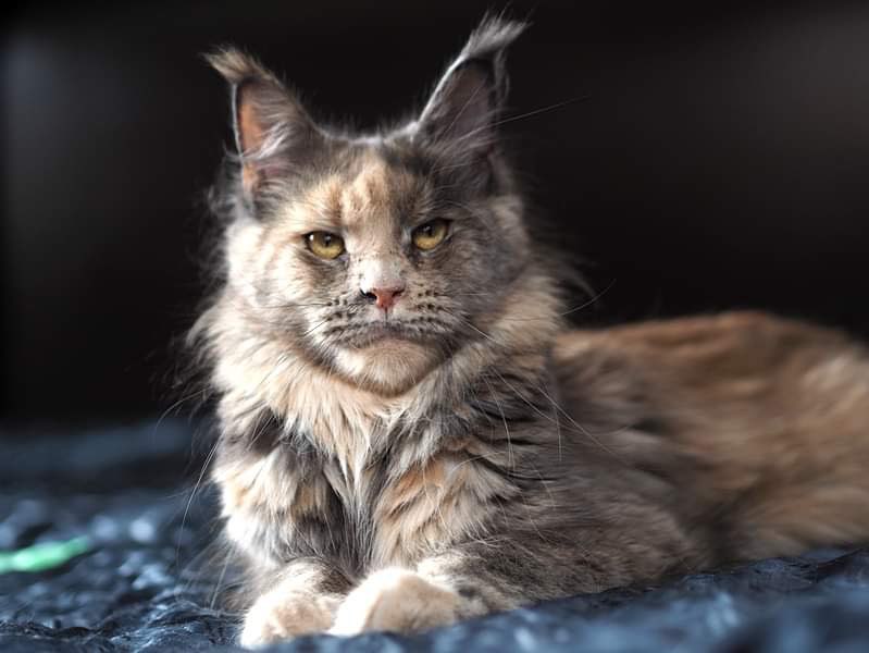 Planeta Kunov Prima - maine-coon