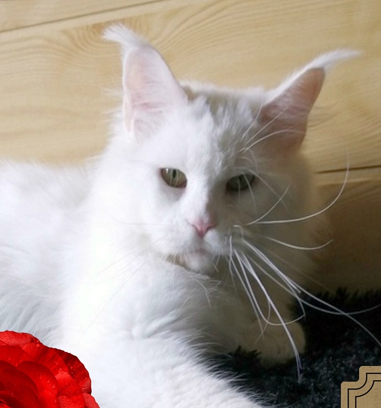 Sapphire-cat Diamond - maine-coon