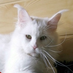 Sapphire-cat Diamond