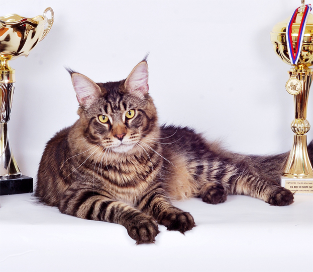 Big-Hannibals Midnight Run - maine-coon