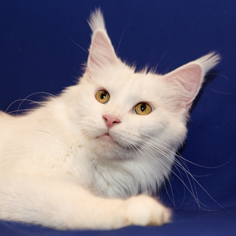 Grand-Pride Vanilla - мейн-кун