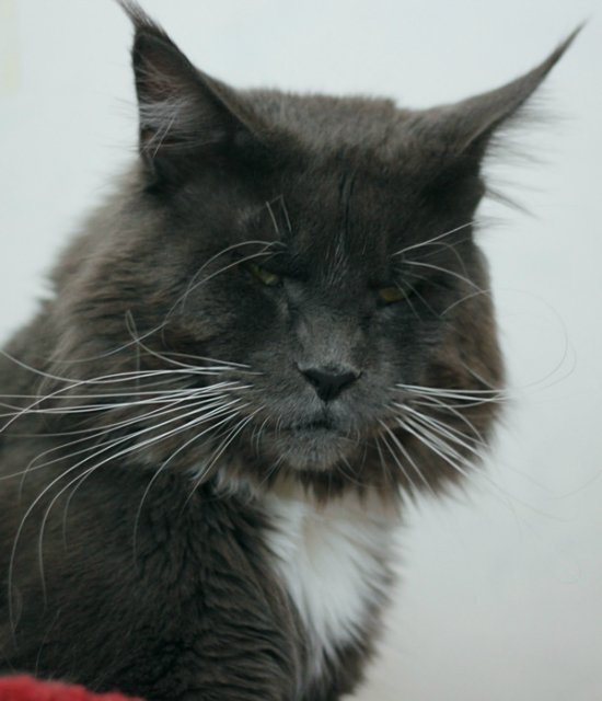 Respectcoon G'Don Quixote - мейн-кун