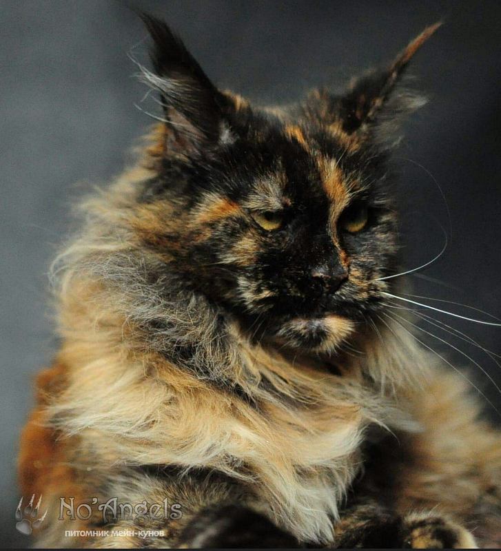 Respectcoon Verona - мейн-кун