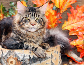 Siberian Winter Color - maine-coon