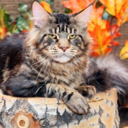 Siberian Winter Color
