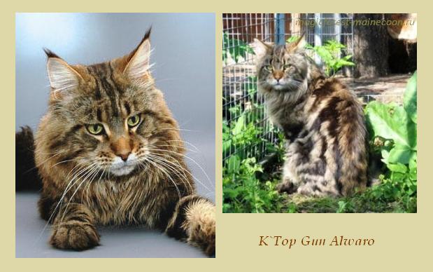Alwaro K'Top Gun - maine-coon