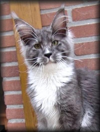 Pillowtalk's El Corazon - maine-coon