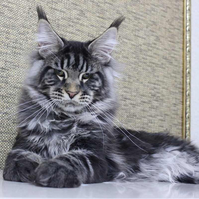 Country Gulliver's Cruser Class - maine-coon