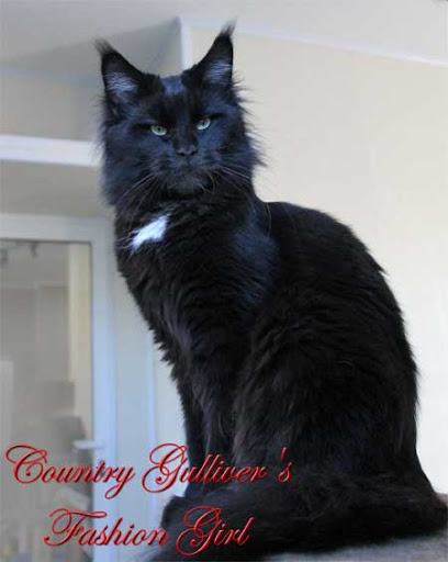 Country Gulliver's Fashion Girl - maine-coon