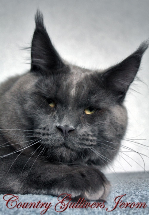 Country Gulliver's Jerom - мейн-кун