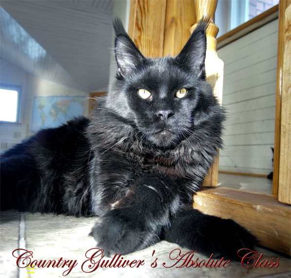 Country Gulliver's Absolute Class - maine-coon