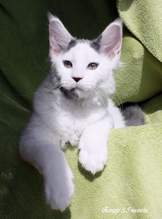 Energy Jump of CaDazz - maine-coon