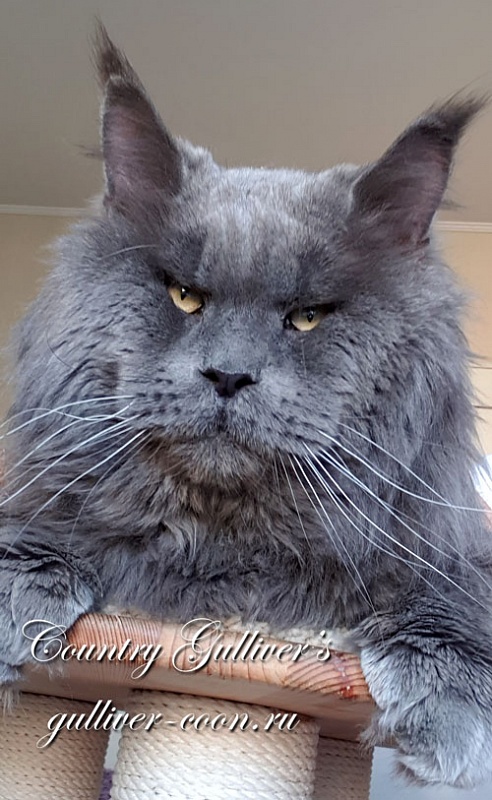 Country Gulliver's Disel Class - maine-coon