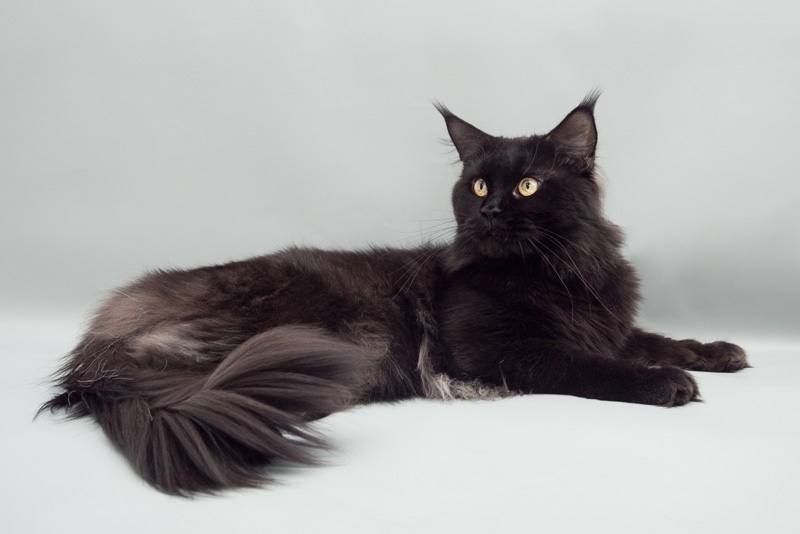 Bloomingtree Sherlock Holmes - maine-coon 05/13/2013