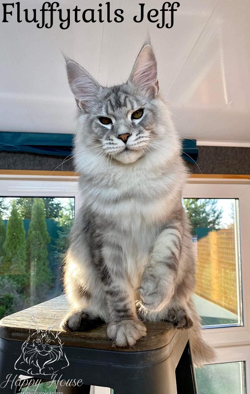 Fluffytails Jeff - maine-coon