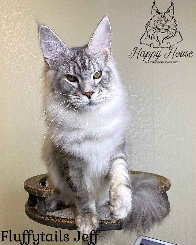 Fluffytails Jeff - maine-coon