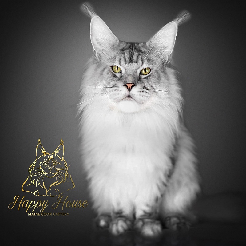 Fluffytails Jeff - maine-coon