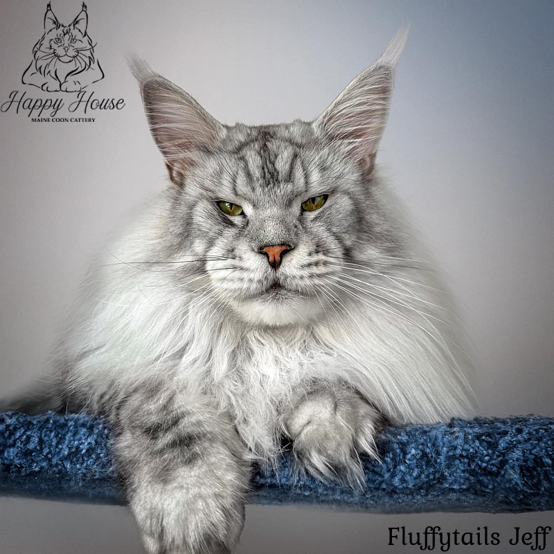 Fluffytails Jeff - maine-coon