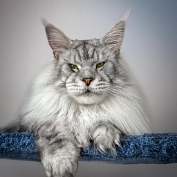 Fluffytails Jeff