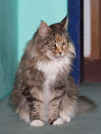 Alwaro Hope Namaste - maine-coon