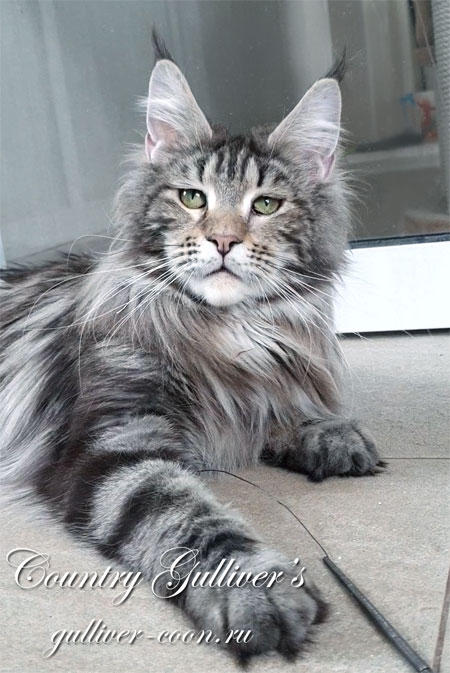 Country Gulliver's Iskra Best - maine-coon