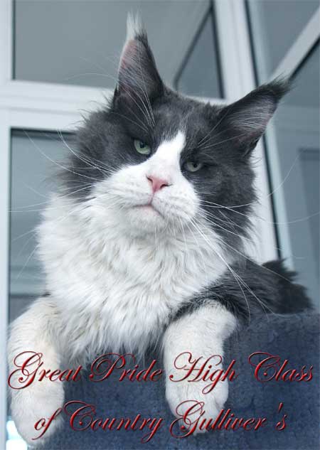 Great Pride High Class of Country Gulliver's - maine-coon