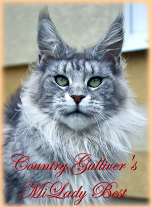 Country Gulliver's Milady Best - мейн-кун