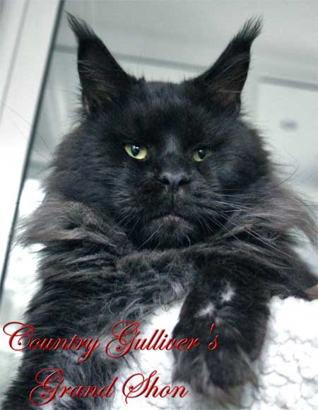 Country Gulliver's Grand Shon - мейн-кун