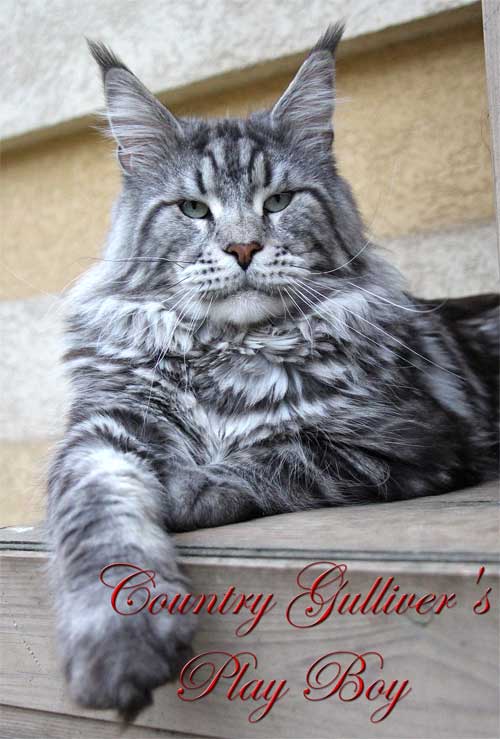 Country Gulliver's Play Boy - maine-coon