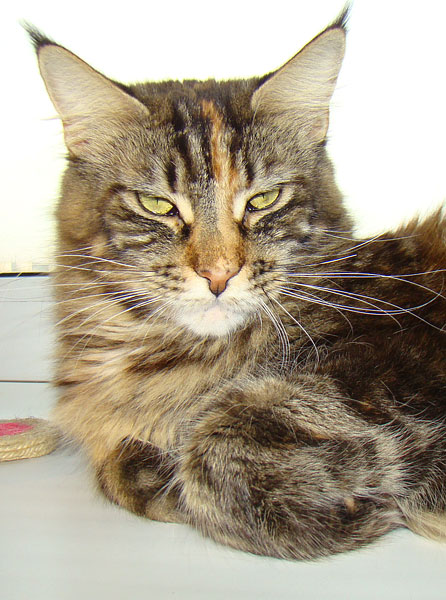 Bajuncat's Karuna - maine-coon