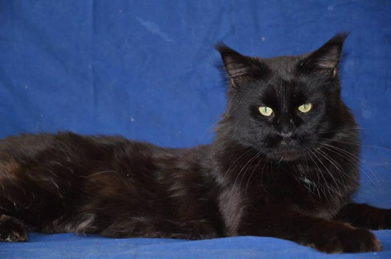 E'Ronaldo Gonsior Line - maine-coon