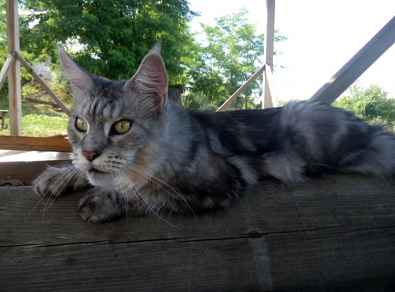 Handy Dandy Adele - мейн-кун