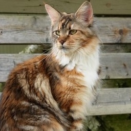 Hawkwind's Penelope
