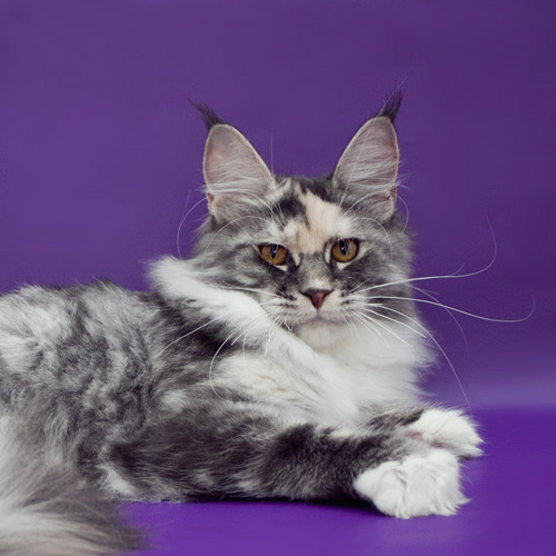 Mainelynx Callie - maine-coon 10/28/2013